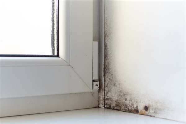 Copyright2026 Damp Proofing 